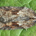 Schaller's Acleris Moth - Photo (c) Andrey Ponomarev, some rights reserved (CC BY-NC), uploaded by Andrey Ponomarev