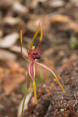 Caladenia arrecta