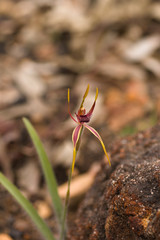 Caladenia arrecta