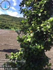 Ficus aurantiaca parvifolia