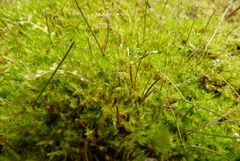 Epilobium komarovianum