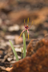 Caladenia arrecta