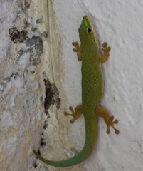 Phelsuma dubia