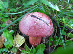 Rubroboletus legaliae