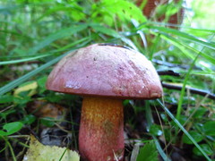 Rubroboletus legaliae