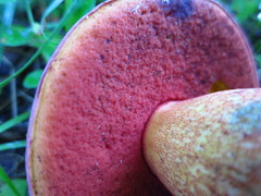 Rubroboletus legaliae