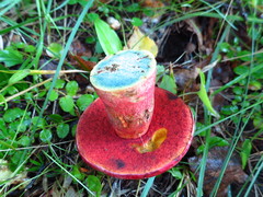 Rubroboletus legaliae