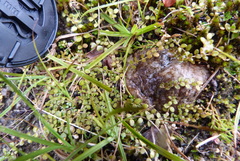 Epilobium komarovianum