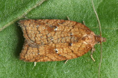 Acleris shepherdana