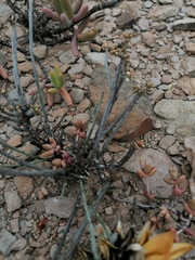 Lacomucinaea lineata