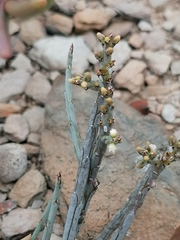 Lacomucinaea lineata