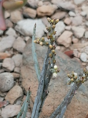 Lacomucinaea lineata