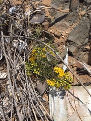 Senna cumingii cumingii