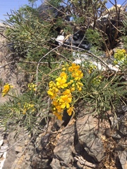 Senna cumingii cumingii