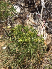 Senna cumingii cumingii