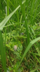 Spartocera alternata