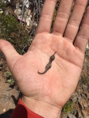 Senna cumingii cumingii