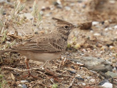 Galerida cristata meridionalis