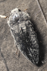 Acmaeodera cylindrica