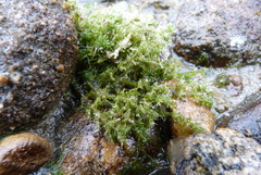 Charophyta