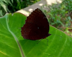 Elymnias hypermnestra