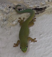 Phelsuma dubia