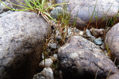 Juncus novae-zelandiae