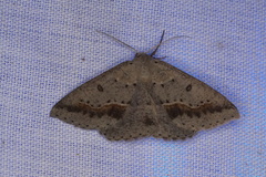 Nearcha dasyzona