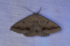 Nearcha dasyzona