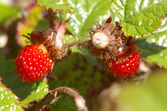 Rubus tricolor