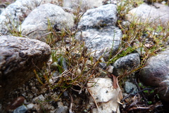 Juncus novae-zelandiae