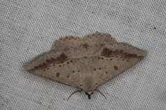 Nearcha dasyzona