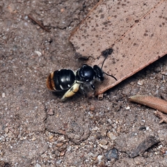 Lipotriches australica