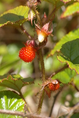 Rubus tricolor