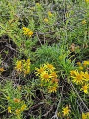 Limbarda crithmoides