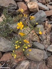 Senna cumingii cumingii