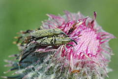 Lixus filiformis