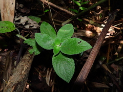 Chrysothemis adenosiphon