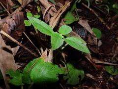 Chrysothemis adenosiphon