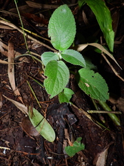 Chrysothemis adenosiphon