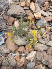 Senna cumingii cumingii