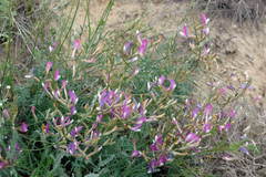 Astragalus kustanaicus