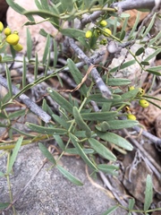 Senna cumingii cumingii