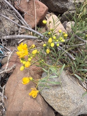 Senna cumingii cumingii