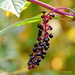 Pokeweed Family - Photo (c) Craig K. Hunt, some rights reserved (CC BY-NC-ND), uploaded by Craig K. Hunt