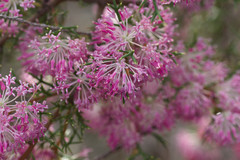 Hakea lissocarpha