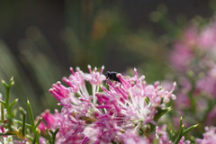 Hakea lissocarpha