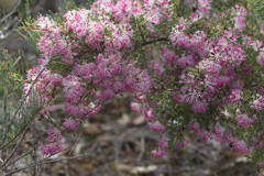 Hakea lissocarpha