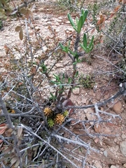 Pachypodium