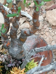 Pachypodium